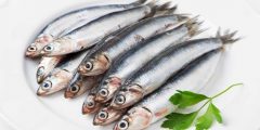 فوائد تناول سمك السردين لصحة الجسم