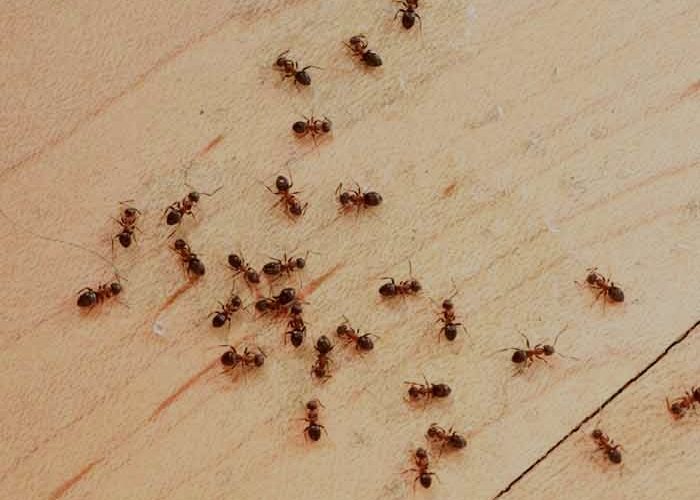 سبب ظهور النمل في البيوت